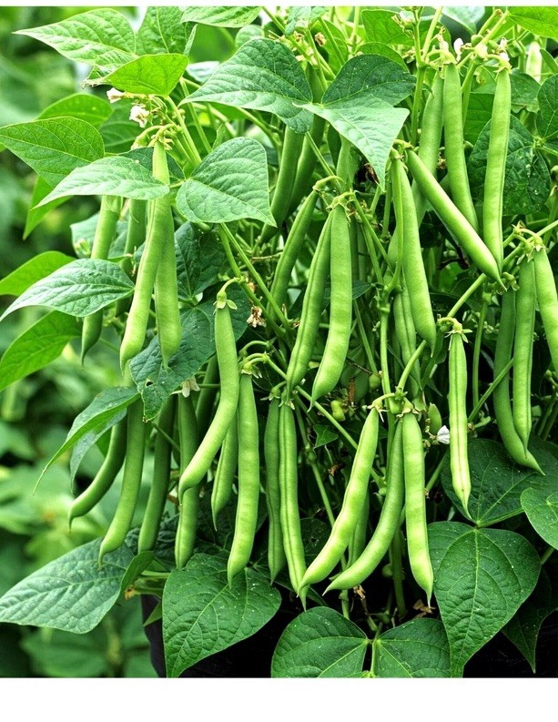 75 BLUE LAKE POLE BEAN SEEDS 🫘 STRINGLESS SNAP | HEIRLOOM NON-GMO | FREE SHIP