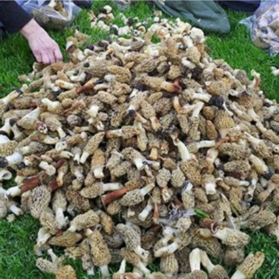 Morel Mushroom- Garden Grow Kit- Guaranteed! Free Shipping!