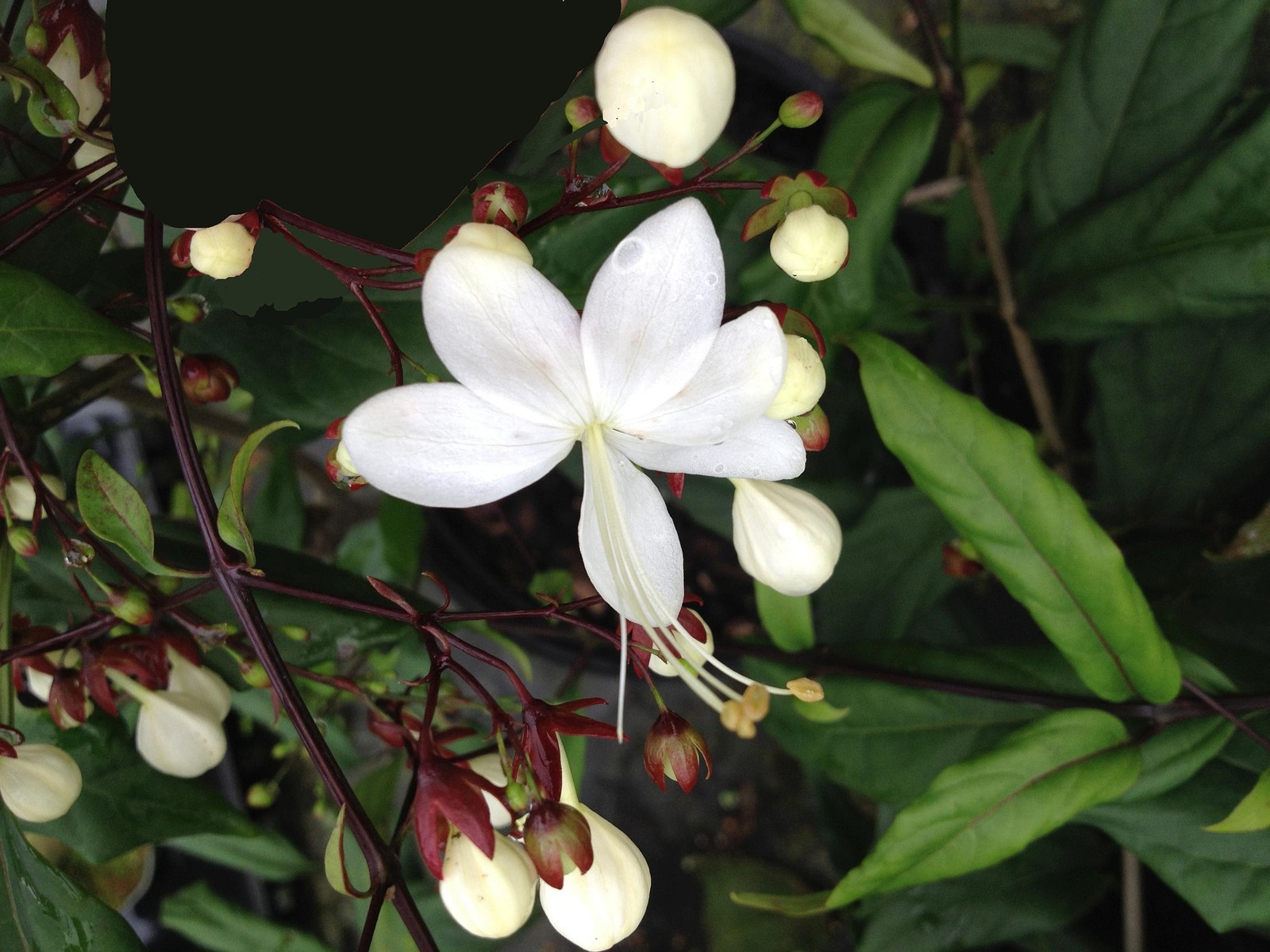 LIGHT BULBS Tropical Plant Chains of Glory Unusual White Flowers Clerodendrum