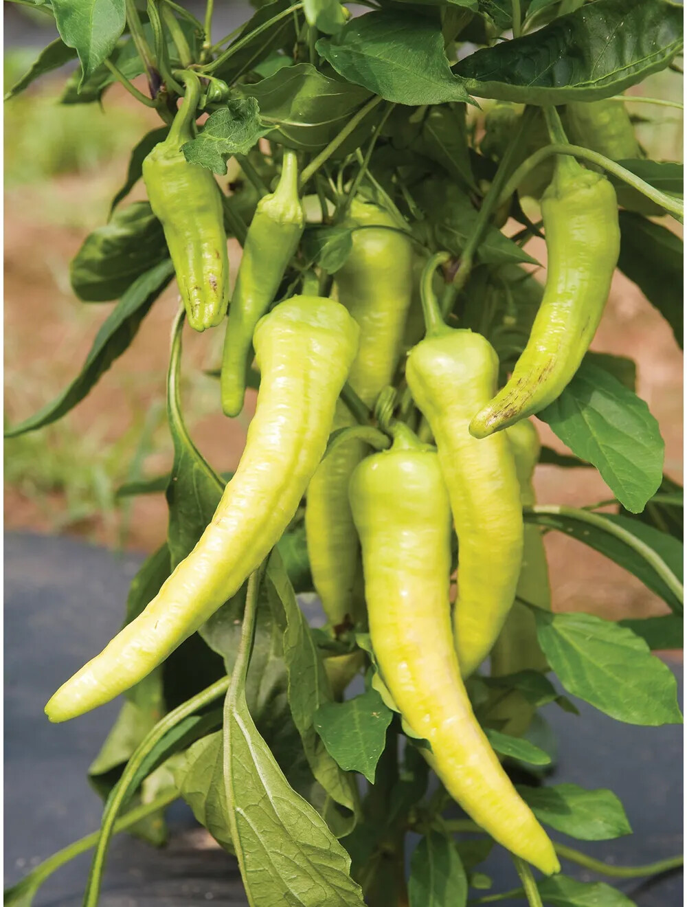 Italian Pepperoncini Pepper Seeds, Friggitello, NON-GMO, FREE SHIPPING