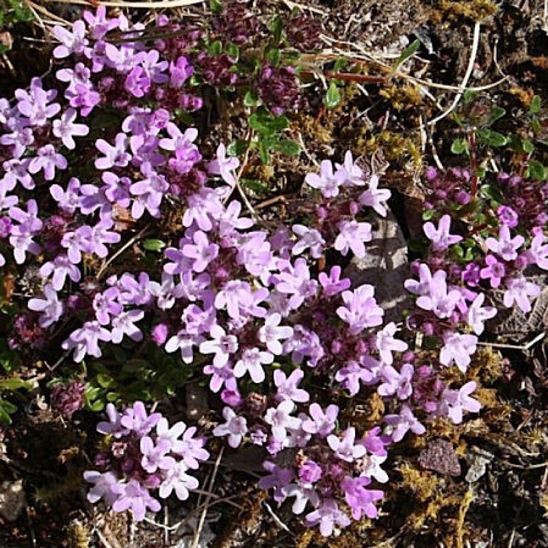 2000+ Wild Thyme Seeds -Creeping THYME -Groundcover Heirloom – USA
