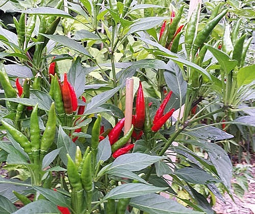 Naga Inferno HOTT chili pepper seeds non-gmo heirloom #6 HOTTEST PRODUCTIVE COOL
