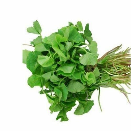 Organic Gotu Kola Seeds 400 Non Gmo Centella Asiatica Medicinal Herb Plant Seed