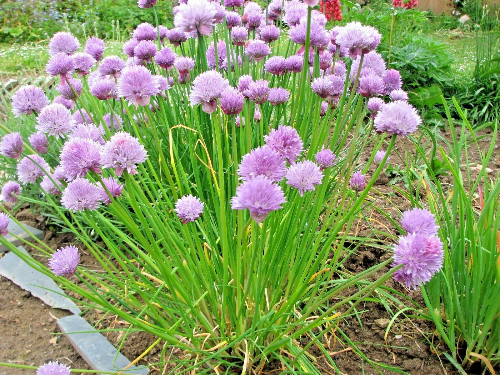 401+CHIVES Seeds Herb Green Onion Spring Fall Vegetable Garden Patio Container