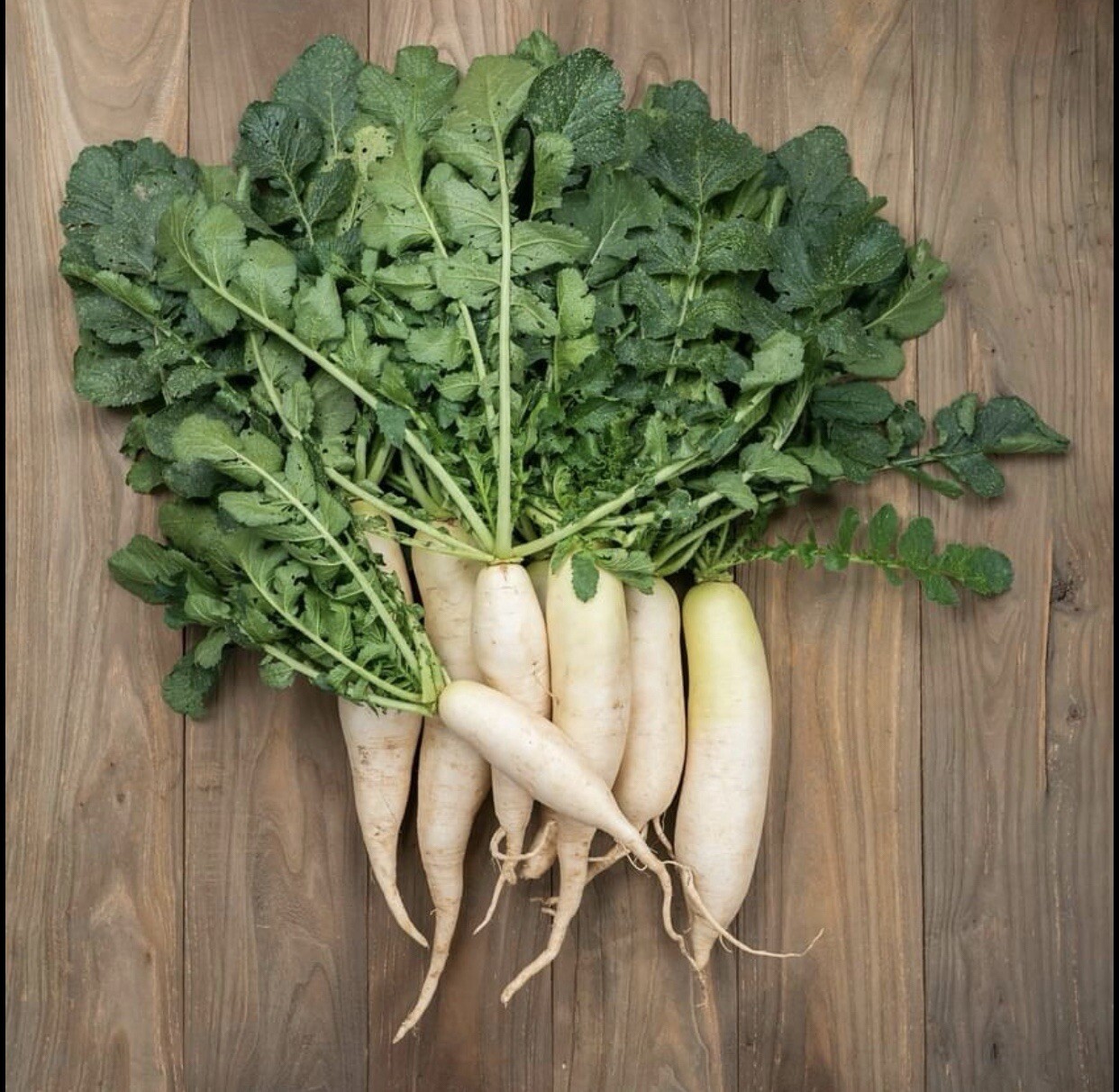 1000+ SEEDS Heirloom Radish White Icicle | NON-GMO