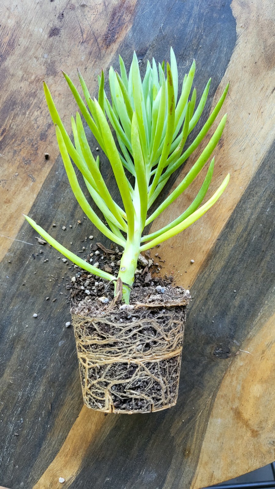 ROOTED 8″ Senecio Vitalis Blue Serpents Mermaid’s Tail Chalk Finger Succulent
