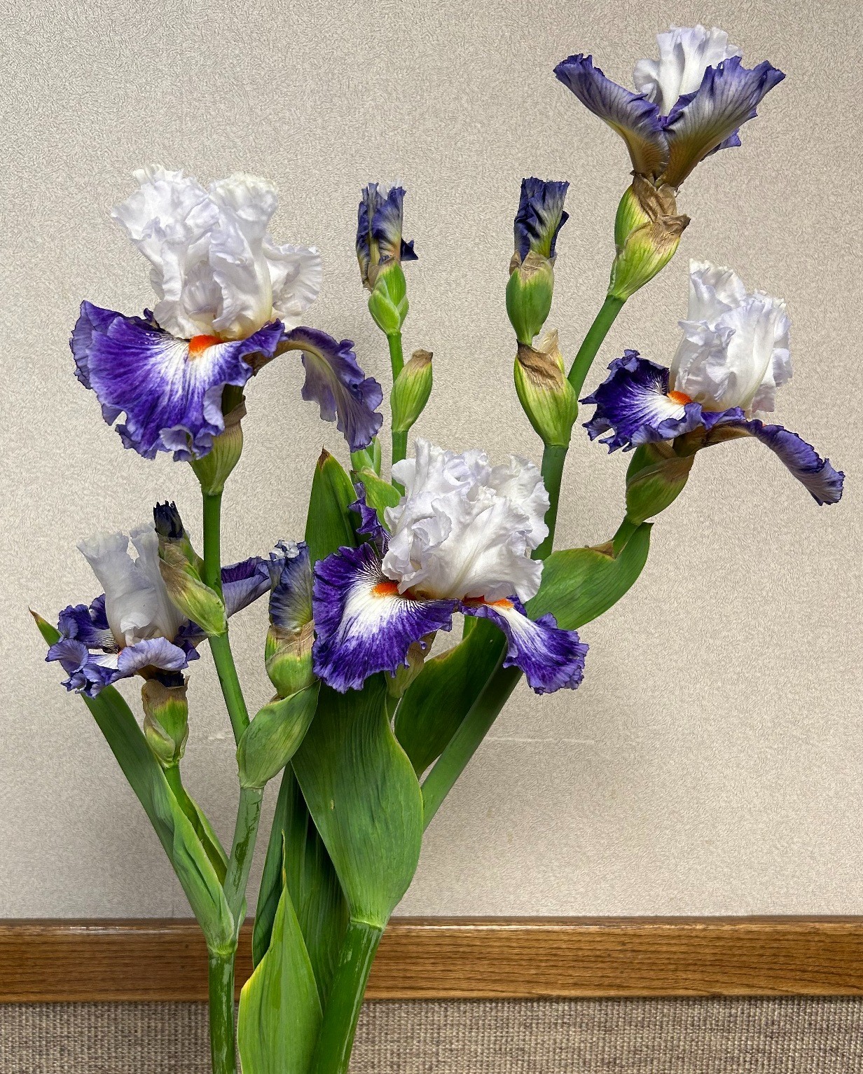 ‘Gypsy Lord’ iris rhizome + gift, combined shipping $1 each additional