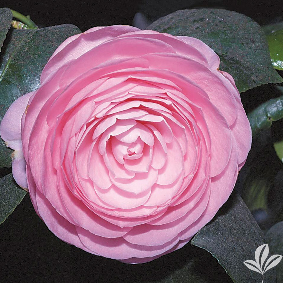 **PEARL MAXWELL**Camellia Japonica–Live STARTER Plant–VERY UNIQUE PINK BLOOMS!