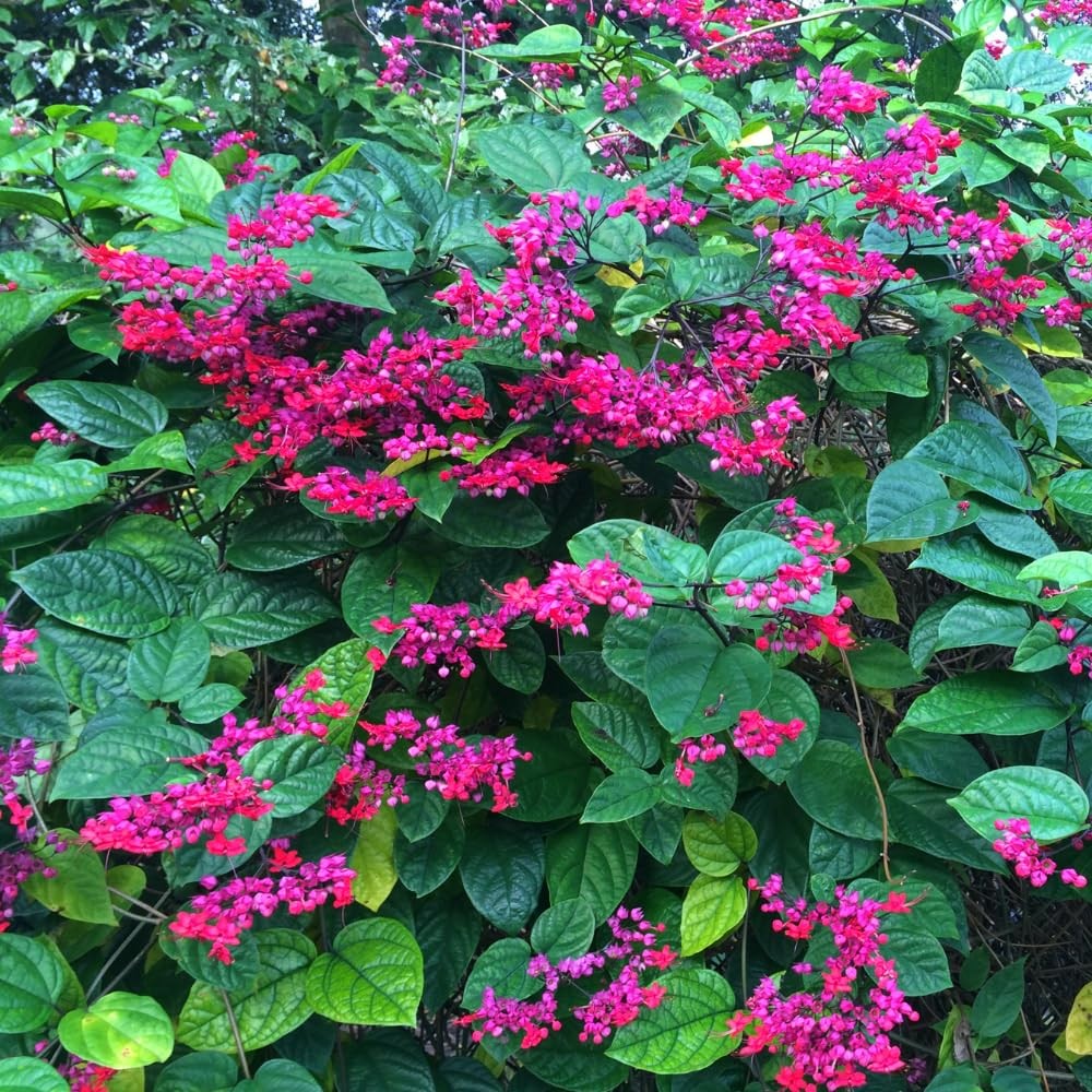 2 Assorted Bleeding Heart Clerodendrum Plants Live, Bell Vine Flowers