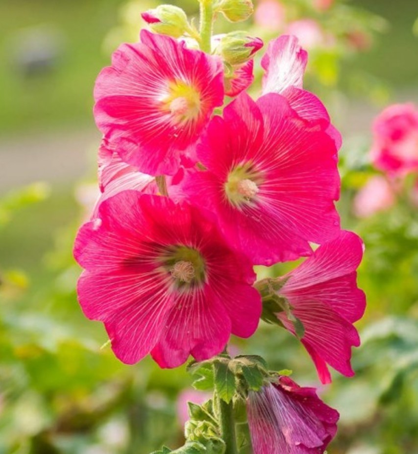 60+ Hollyhock Mix Seeds **Fresh Seeds** ~~Free Shipping~~