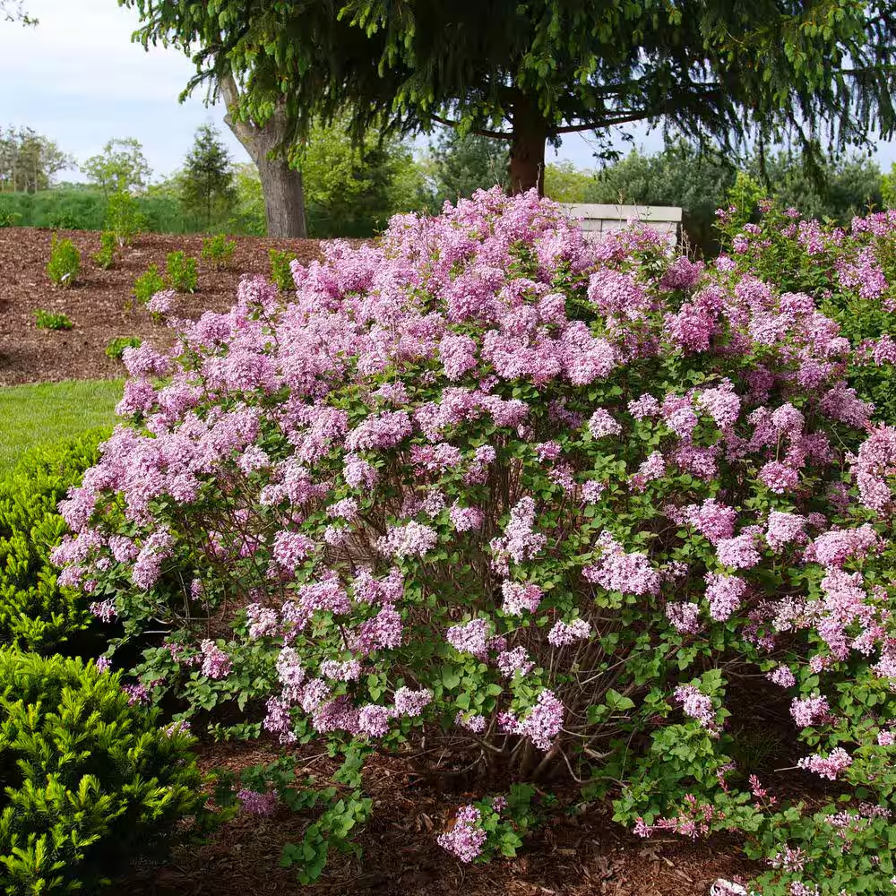 4.5 in. qt. Bloomerang Purpink Reblooming Lilac (Syringa) w/ Purple Pink Flowers