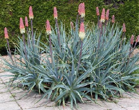Kniphofia caulescens Regal Torchlily 100 seeds