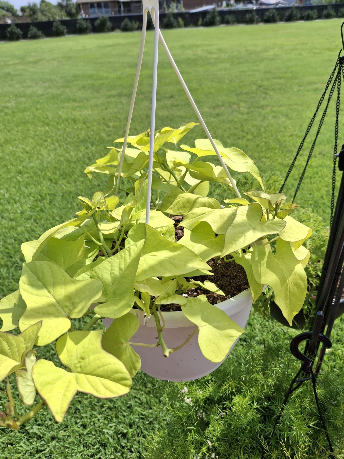 3 Live Rooted Ornamental Sweet Potato Vine. Easy To Grow. Ready To Plant!