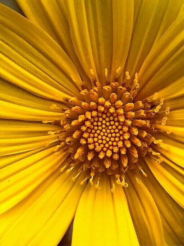 4 Live Rooted Cuttings Yellow Mexican Sunflower Tithonia diversifolia.