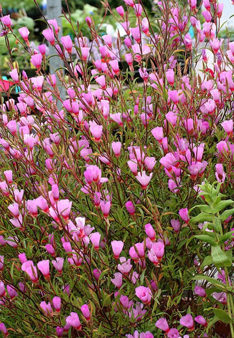 Elegant Clarkia Seeds Clarkia elegans Free Shipping!
