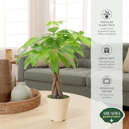 Live Braided Money Tree Indoor Houseplant – Pachira Aquatica, 4in Beige Pot, Tro