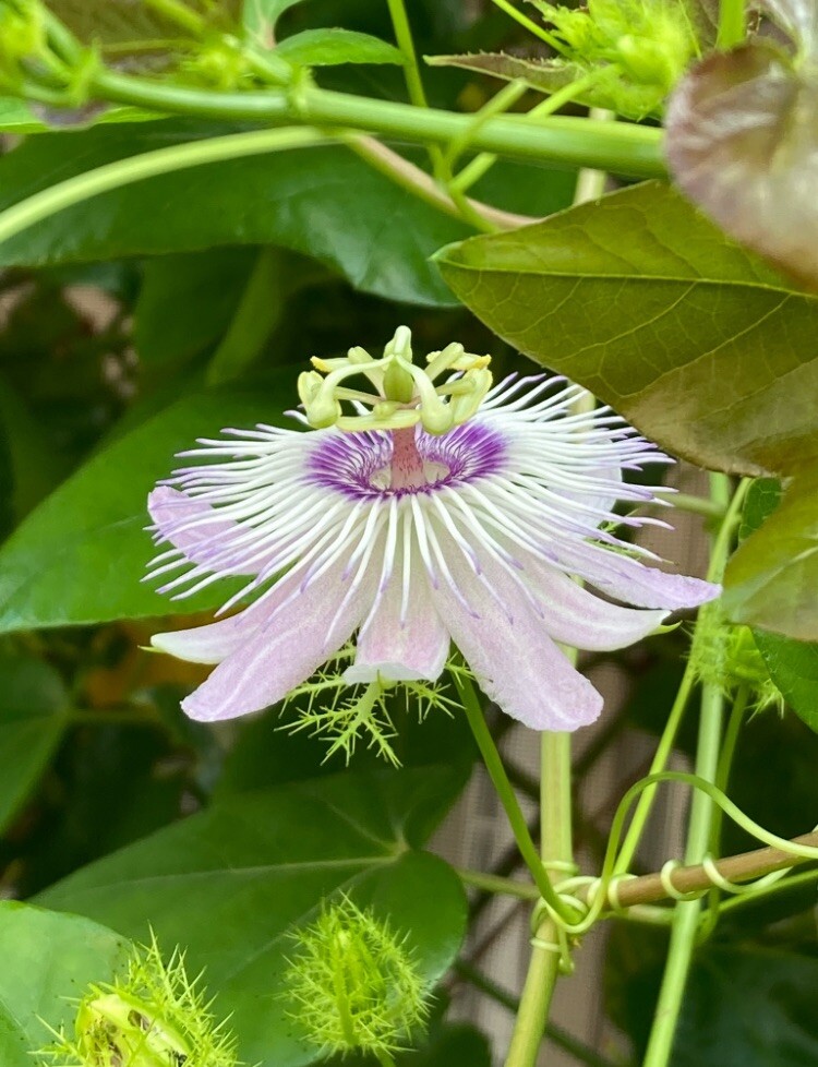 Passiflora/Incarnata-15 Cuttings 7 Inches (no Roots, No Soil)