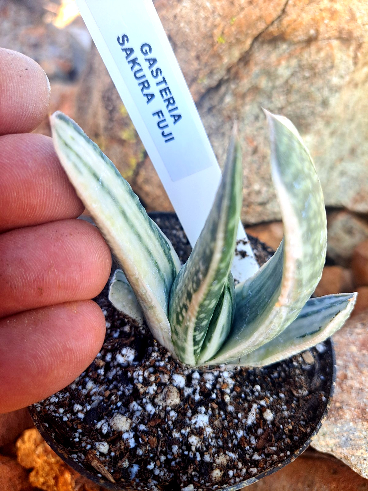 GASTERIA SAKURA FUJI CULTIVAR (JAPAN) ***RARE !! *** / CACTUS