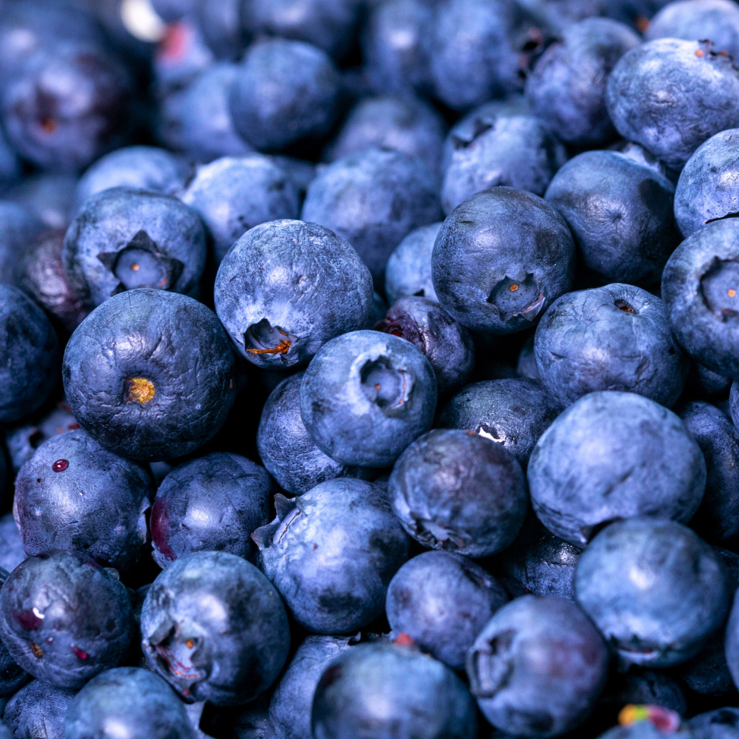 Fresh Sweet Northern Blueberry Seeds | Highland | Heirloom Non-GMO | Fruit Seeds