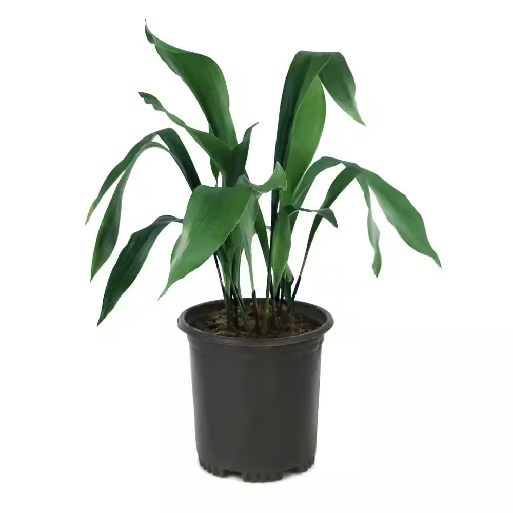 1 Gal. Aspadistra Cast Iron Plant