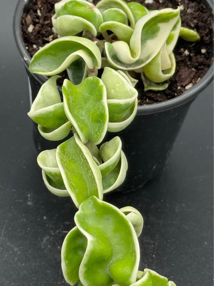 Variegated Hindu Hoya Rope- 4″ Pot Live Plant – Free Shipping
