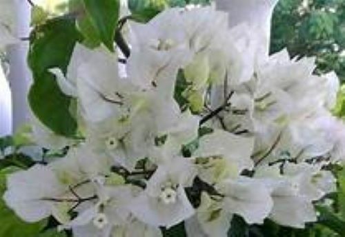 Well Rooted**RIJNSTAR WHITE* Live Bougainvillea starter/plug plant*USA SELLER*