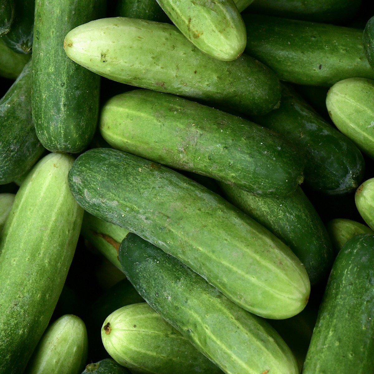 1/4 Lb Marketmore 76 Cucumber Seeds – Everwilde Farms Mylar Seed Packet