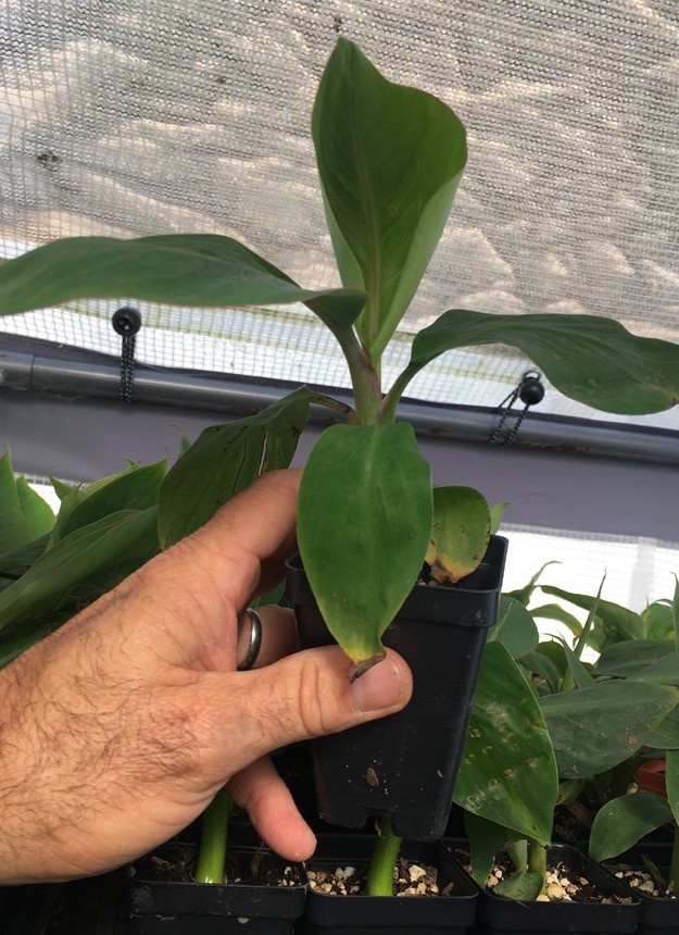 FHIA-02 Mona Lisa Banana – Dessert Banana – RARE Dwarf Banana