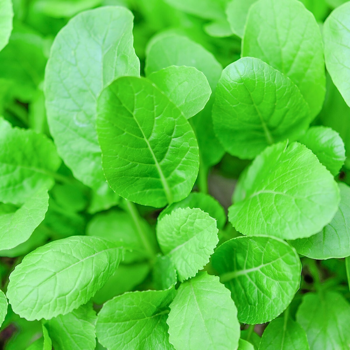 2000 Tendergreen Mustard Seeds – Everwilde Farms Mylar Seed Packet