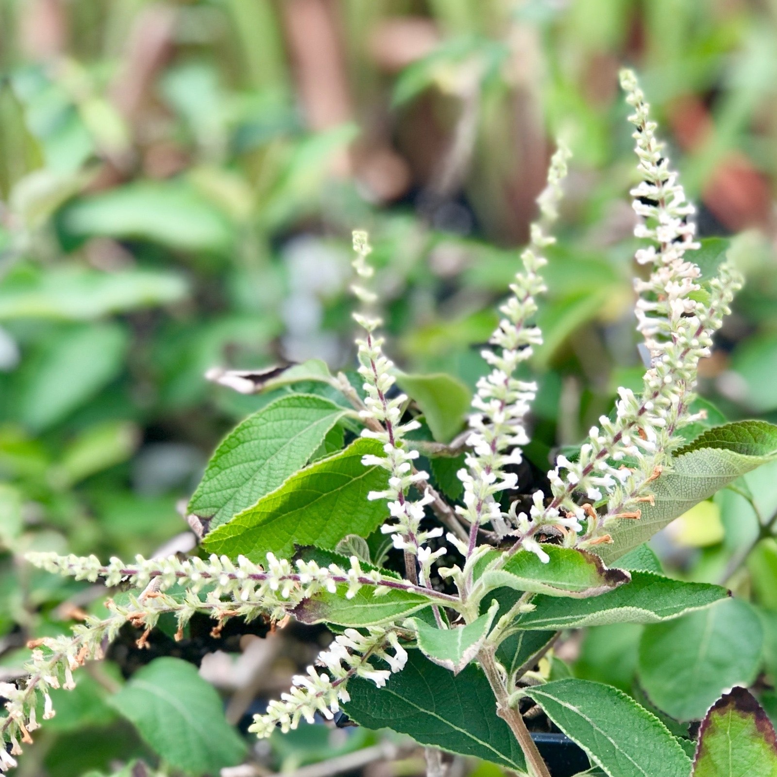 Aloysia Sweet Almond Bush 1 Potted Plant Rooted in a Quart Pot, Easy to Grow