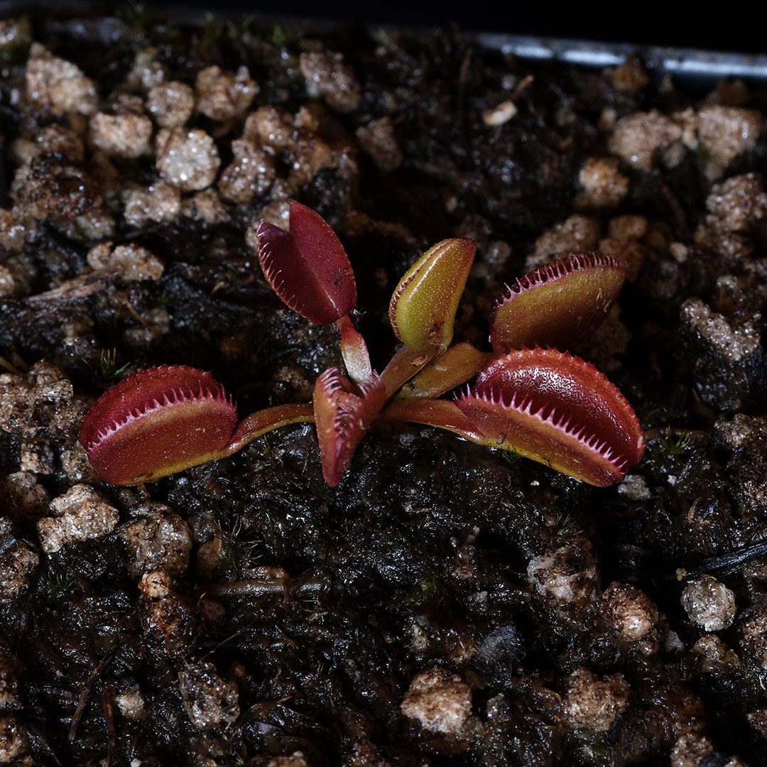 D. muscipula ‘Carboni Ardenti’ – 2.5″ tall pot – Carnivorous plant – VFT
