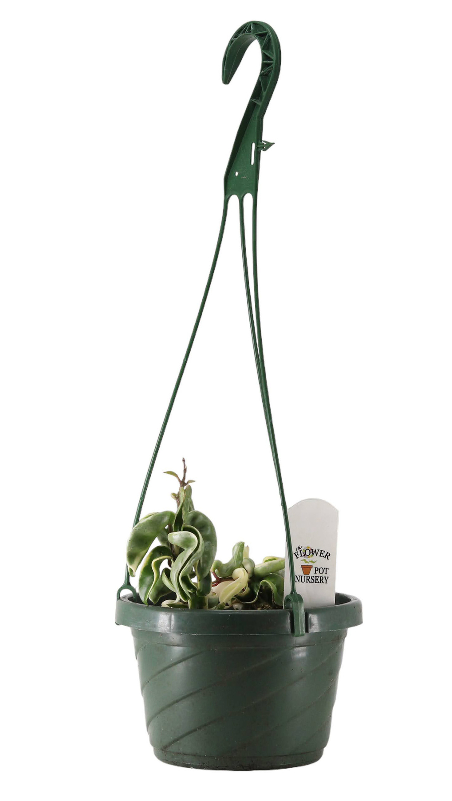 FlowerPotNursery Variegated Hindu Rope Hoya carnosa Compacta Variegata 6″ Basket