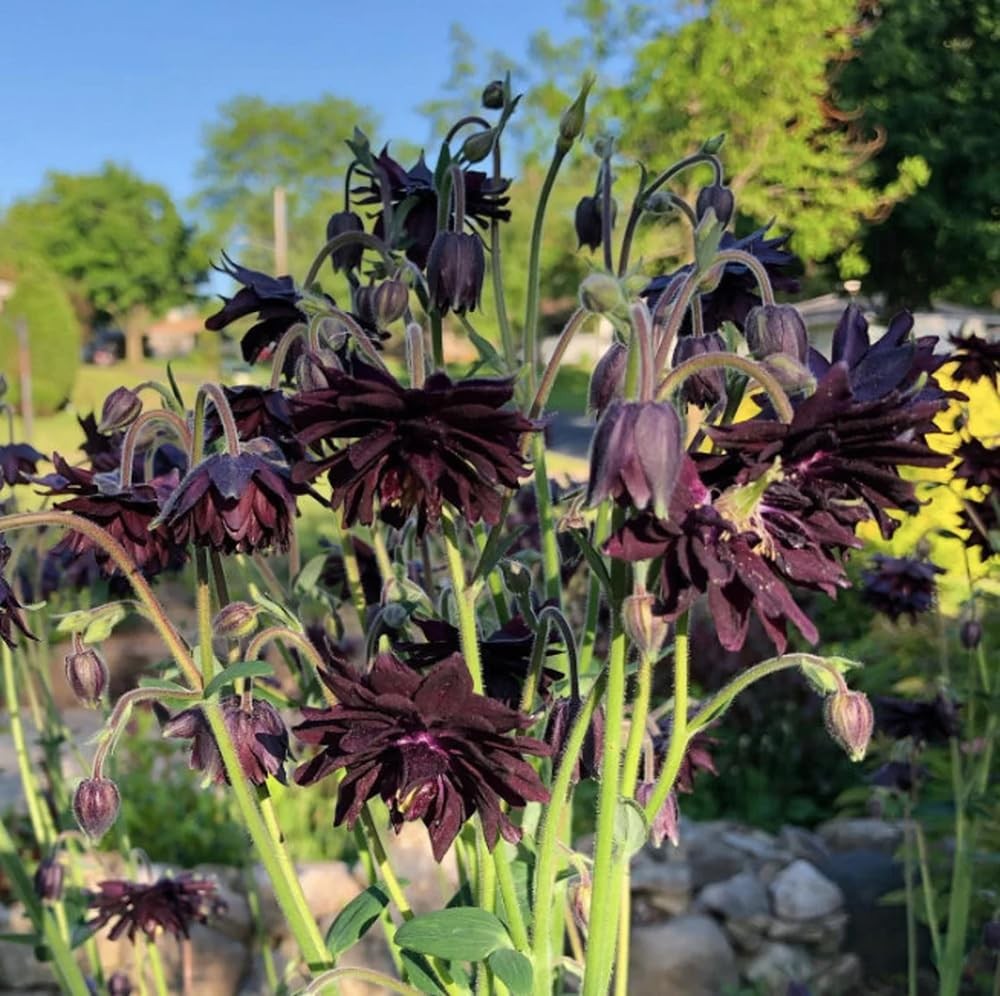 100+ Black Barlow Columbine Seeds Black Flowers Double Columbine Blooms Flowe…