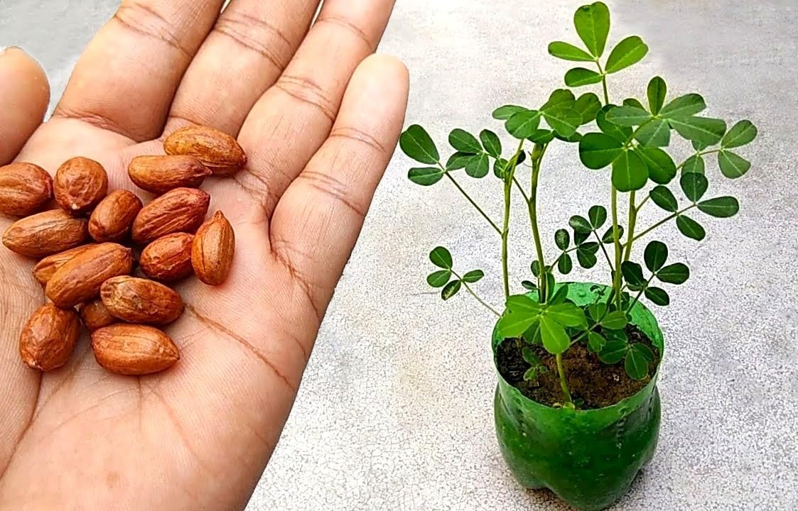 Spanish Peanut Seeds – 10 Count for Growing Annual Warm-Season Plants