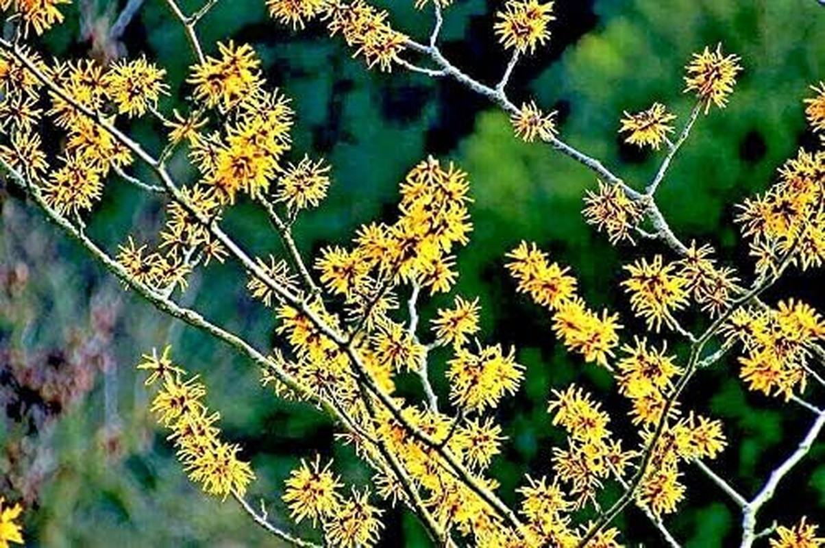 American Witch Hazel Hamamelis Virginiana Alder Shrub Tree Yellow Flower Jocad (