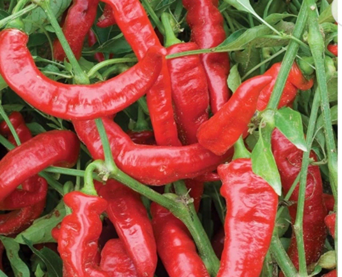JIMMY NARDELLO RED SWEET ITALIAN PEPPER LOT OF 3 Sweet Pepper LIVE PLANTS