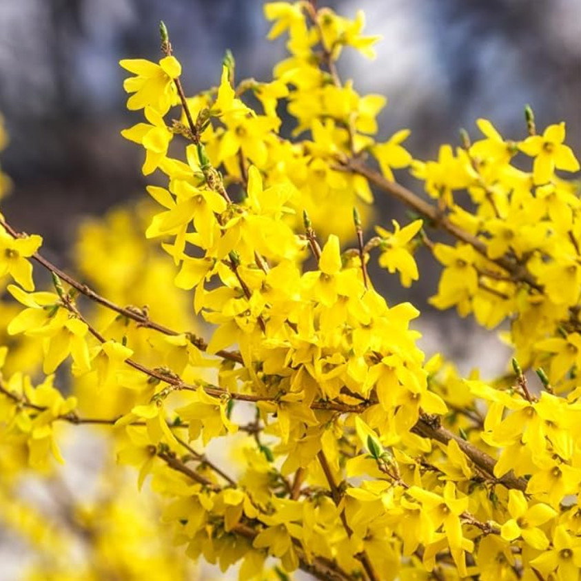 Lynwood Gold Forsythia Bushes – Live Plant 6-12″ Tall – Yellow in 4″ Pot