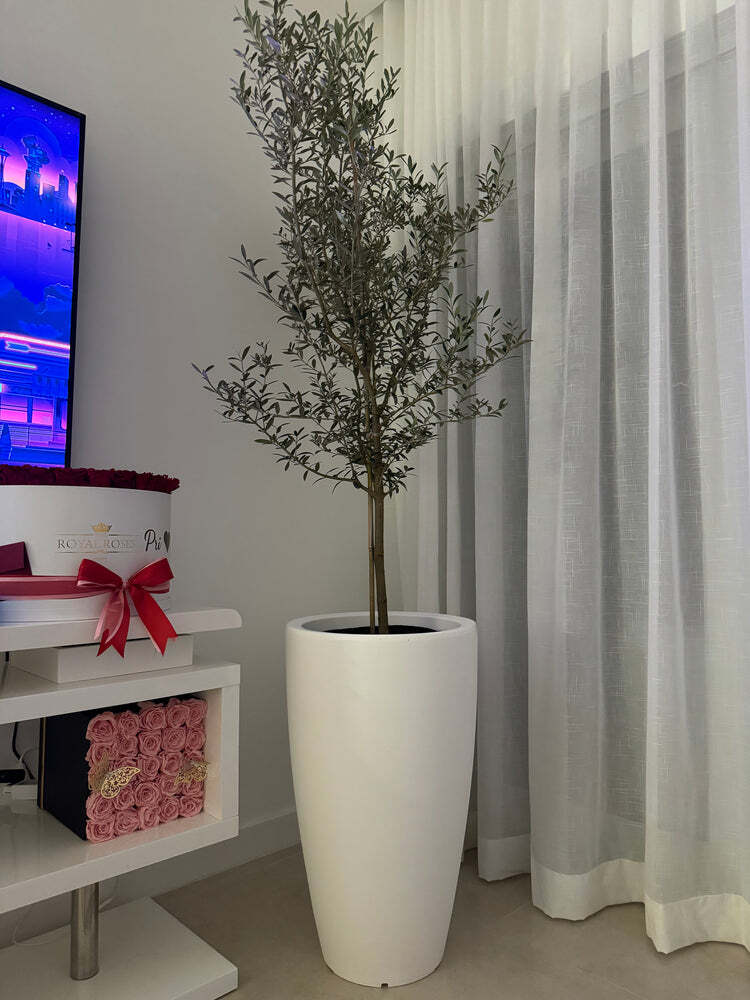 Arbequina Olive Tree Olea Europaea Live Plant Fruiting 2 Gallon Pot 2-3 Ft Tall