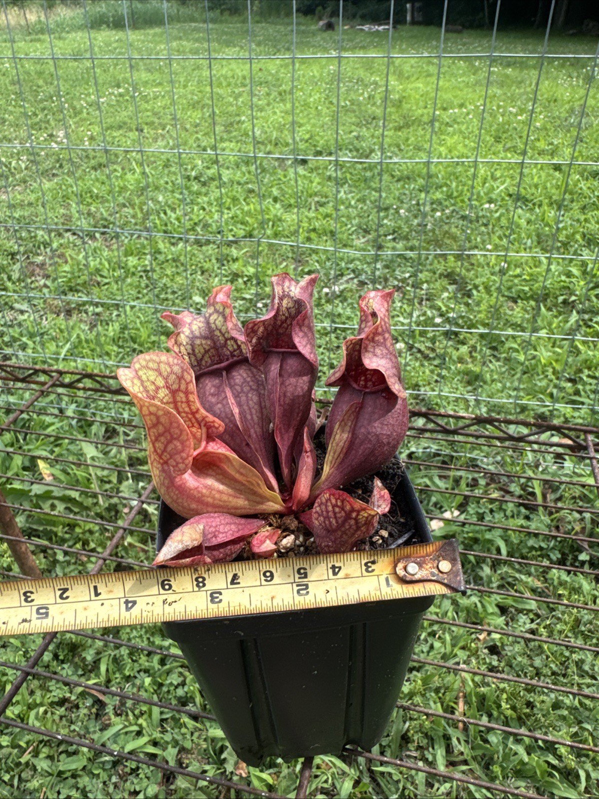 SARRACENIA PURPUREA “BOOMAN FLORAL” MARCO BOOMAN. MEDIUM SIZE.