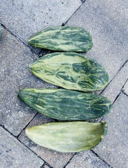 Variegated Prickly Pear Pad (Opuntia monacantha ‘Variegata’)