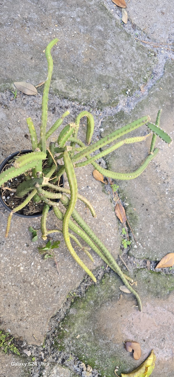 Selenicereus Pteranthus Plant Well Rooted In 4 Inches Nursery Pot
