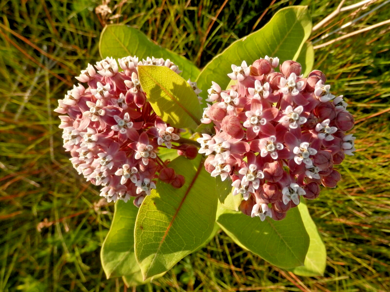 500 COMMON MILKWEED Seeds (Asclepias syriaca) Hardy Flower ATTRACTS BUTTERFLIES!
