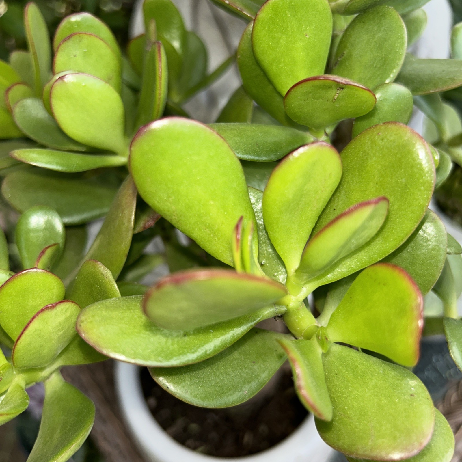 Jade Plant Crassula Ovata Money Tree 12” Tall X 10” Wide Blooms White
