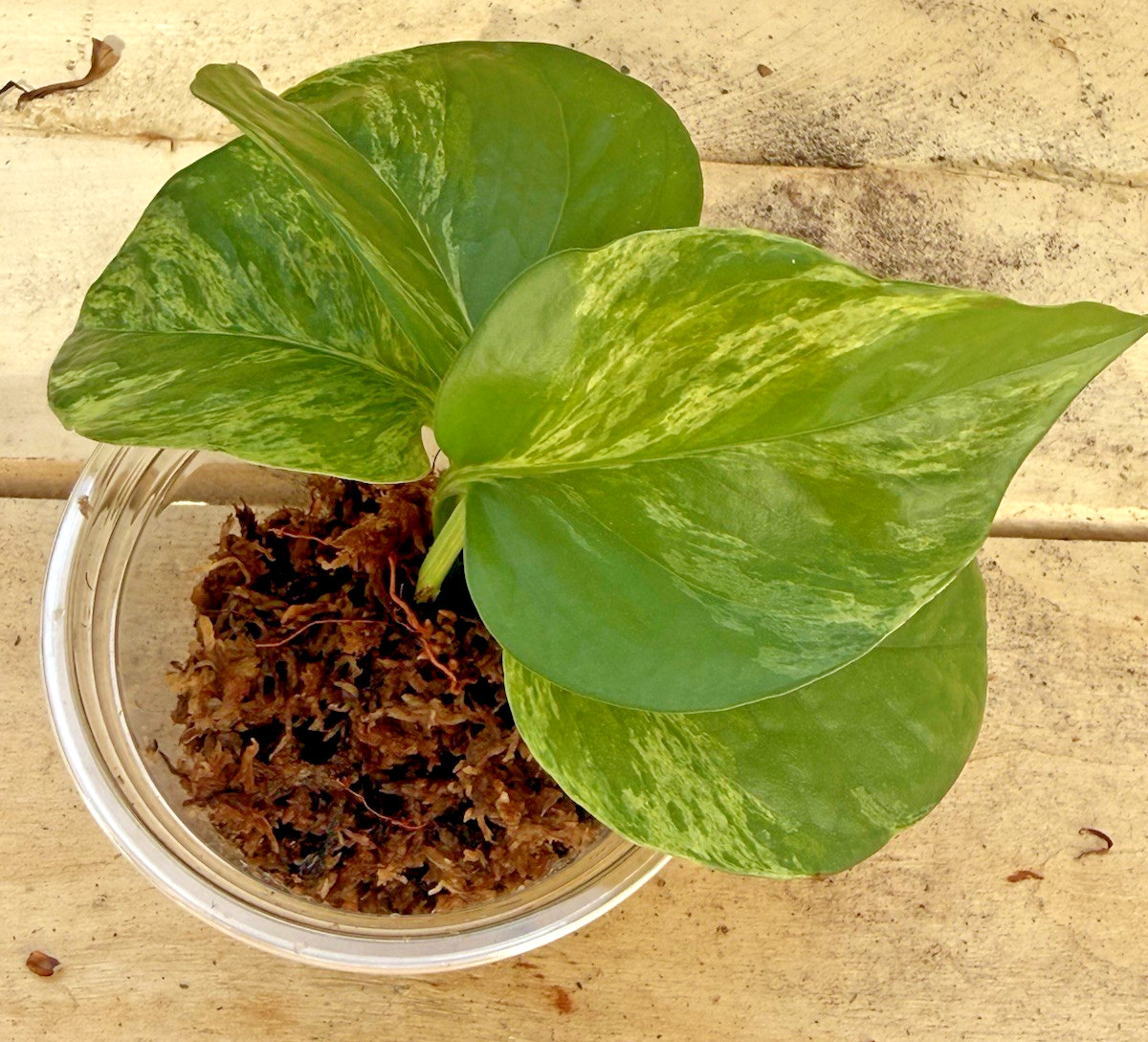 Marble Queen Pothos 3 Cuttings – Rooting in Moss Gorgeous Variegation