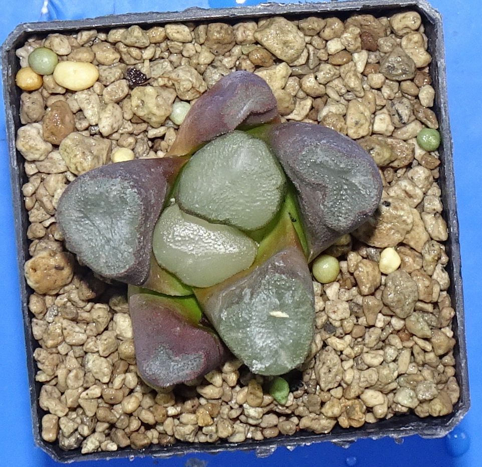 Haworthia maughanii ‘BIG MIRROR’ 5 cm p o t , Phyto available