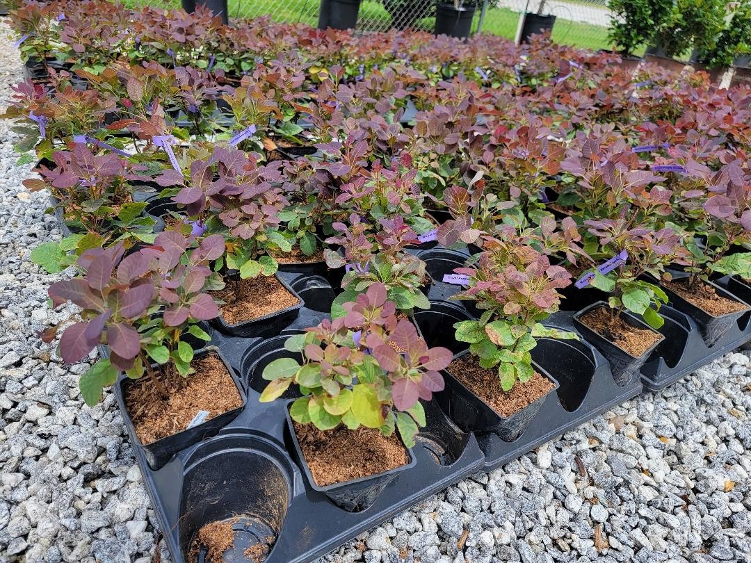 Velveteeny™ Dwarf Purple Smokebush ( cotinus ) – Live Plant – ( 1 QT )