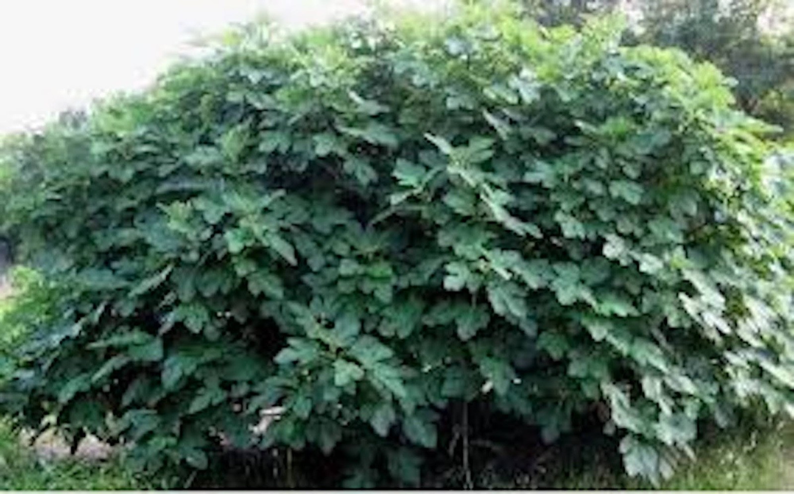 1 Olympian Fig Tree Starter Plug ( ficus carica ) Bare Root