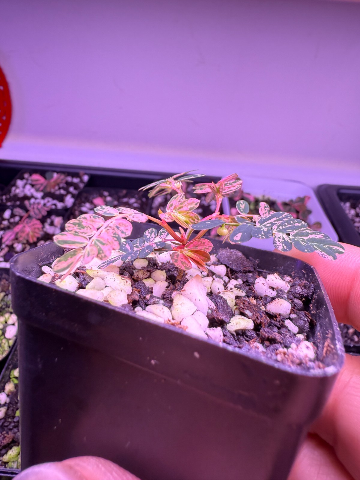 Phyllanthus urinaria pink variegated/Pink sensitive plant/seed grown seedling