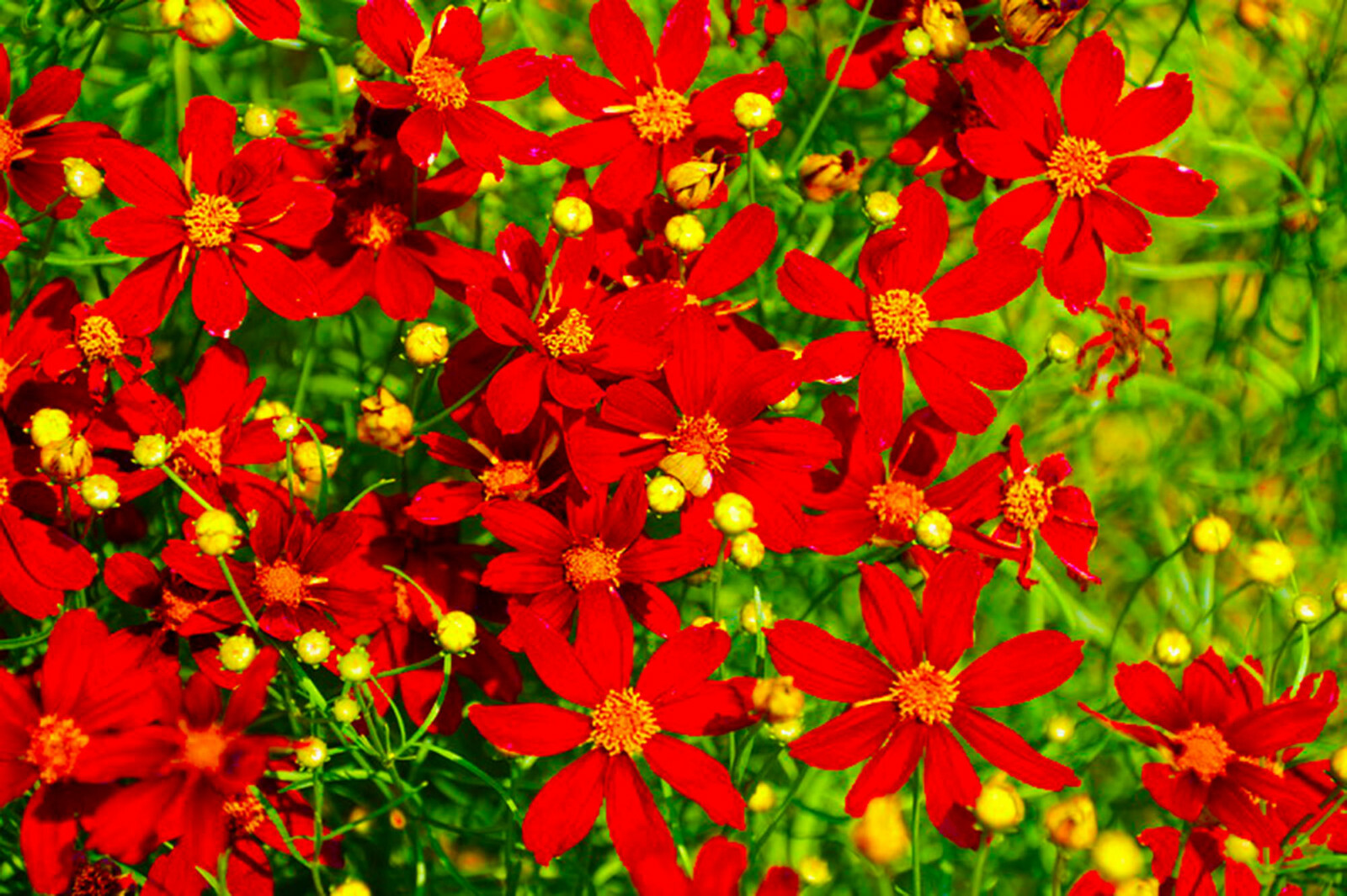 Coreopsis Red Dwarf (Coreopsis tinctoria) Flower Seeds 1000 + US FREE SHIPPING!