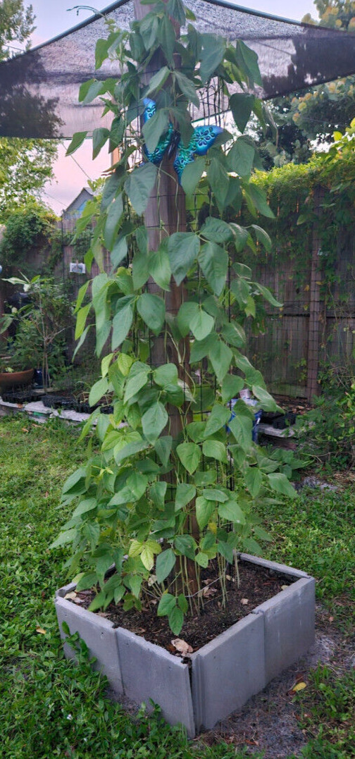 Oriental Red Noodle Bean / Red Yardlong Seeds (25) / ORGANIC / FLORIDA GROWN